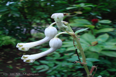Ceropegia sahyadrica